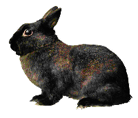 brown bunny