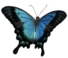 blue butterfly