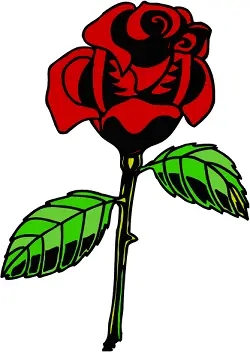 red rose