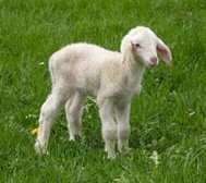 Young lamb in a green pasture