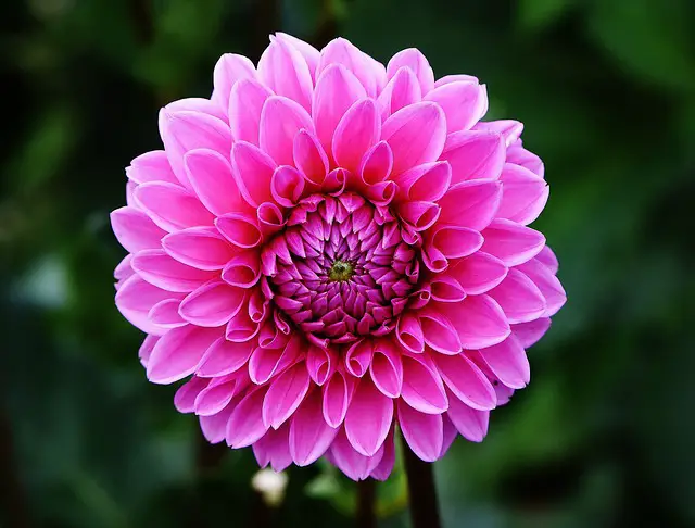 beautiful open pink flower on green outdoor background